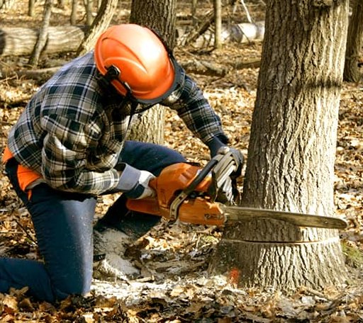 Arborist assessing tree health in Iowa